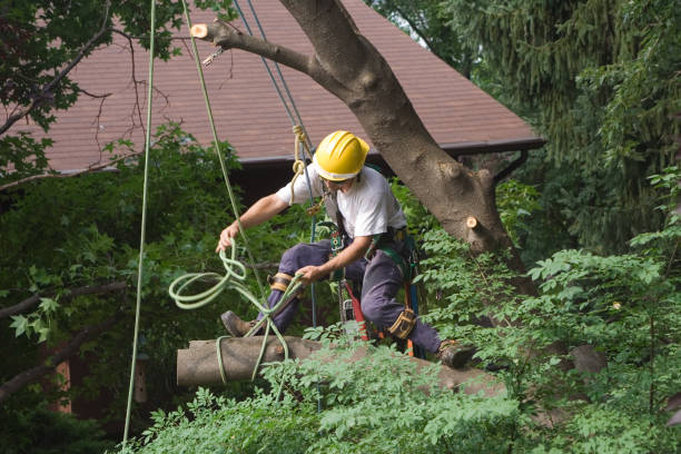 Best Storm Damage Tree Cleanup  in Virginia Gardens, FL