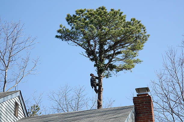 Best Emergency Tree Removal  in Virginia Gardens, FL